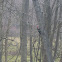 Woodpecker