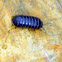 Pill Millipede