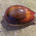 Chestnut Cowrie
