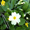 Stängellose Schlüsselblume