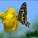 Lime Butterfly