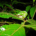 Leaf-Mimic Katydid
