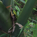 Green snake