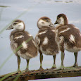 Ducks, swans and geese in Central Europe