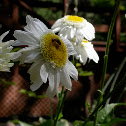 Shasta daisy