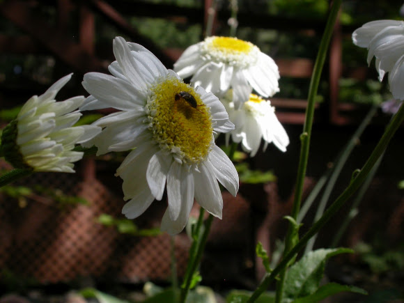 Spotting Image 1
