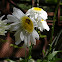 Shasta daisy