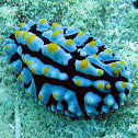 Phyllidia varicosa