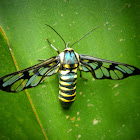 Wasp moth