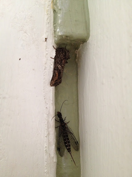 Spotting Image 1