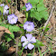 Dwarf periwinkle