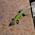Bocage's Wall Lizard