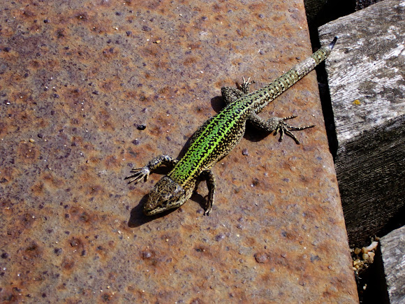 Spotting Image 1