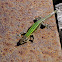 Bocage's Wall Lizard