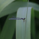 Emperor Dragonfly