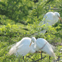 Great Egrets
