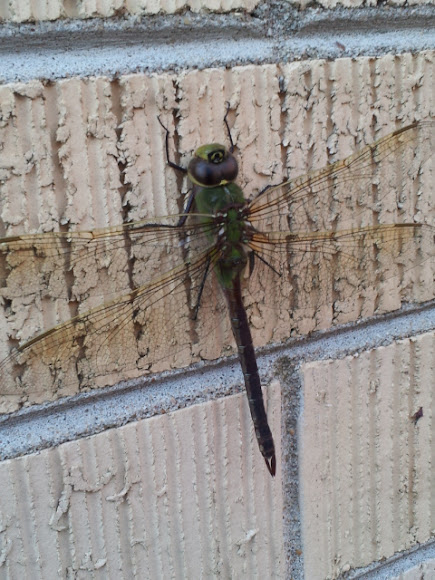 Spotting Image 1