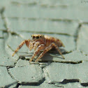 Jumping Spider
