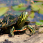 Painted Turtle (Juvenile)