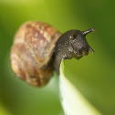 Gastropoda