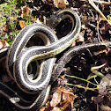Common Garter Snake
