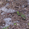 Broad-Headed Skink