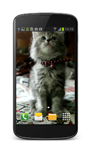 How to get Cute Kitty Video Wallpaper 1.4 unlimited apk for pc