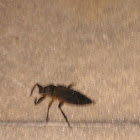 Giant Water Bug