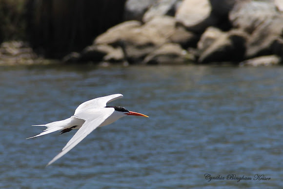 Spotting Image 1