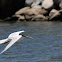 Common Tern