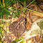 Fowler's Toad