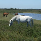 New Forest Pony