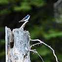 Tree swallow