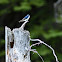 Tree swallow