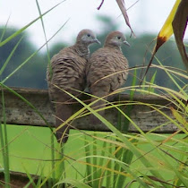 Baliuag Nuevo's Flora & Fauna