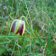 Fritillaries