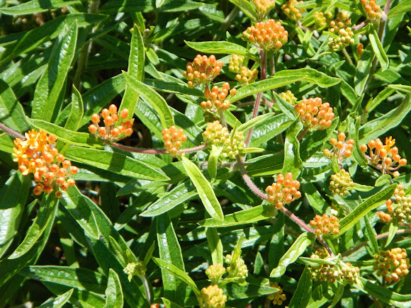 Spotting Image 1