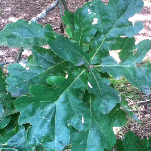 Spotting Image 1