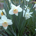 Daffodil