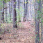 Whitetail Deer