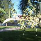 Olivo (Olive)