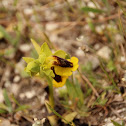 Orquidea amarilla