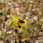 Orquidea amarilla