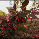 Crown of Thorns