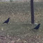 crow