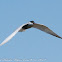 Whiskered Tern; Fumarel Cariblanco