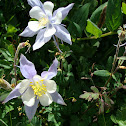 Columbine