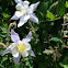 Columbine