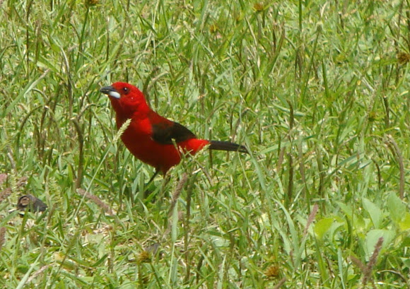 Spotting Image 1