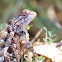 Lagarto Espinoso, Spiny Lizard